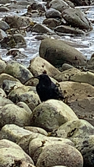 Corvus brachyrhynchos caurinus