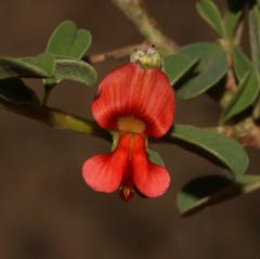 Indigofera sessiliflora