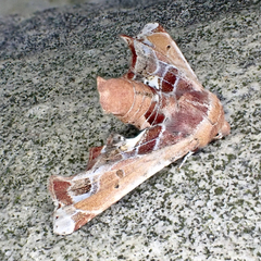 Eutelia pulcherrimus