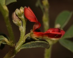 Indigofera sessiliflora