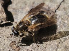 Chalcosyrphus eunotus