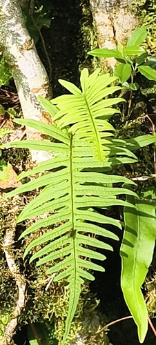 Goniophlebium amoenum observed 2026-07-01
