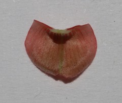 Indigofera sessiliflora