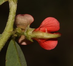 Indigofera sessiliflora