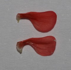 Indigofera sessiliflora