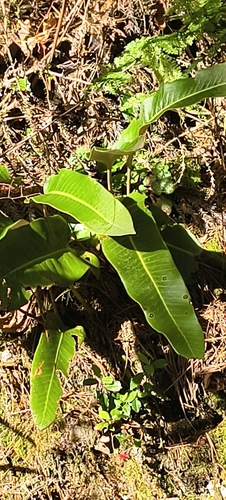 Pyrrosia sheareri observed 2026-07-01