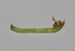 Indigofera sessiliflora