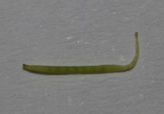 Indigofera sessiliflora