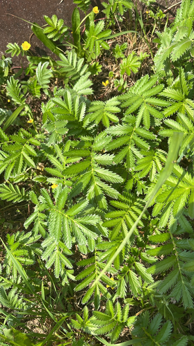 common silverweed