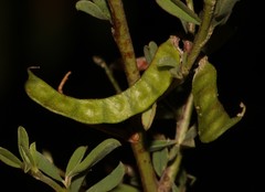 Indigofera sessiliflora