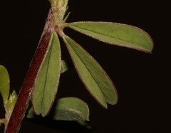 Indigofera sessiliflora