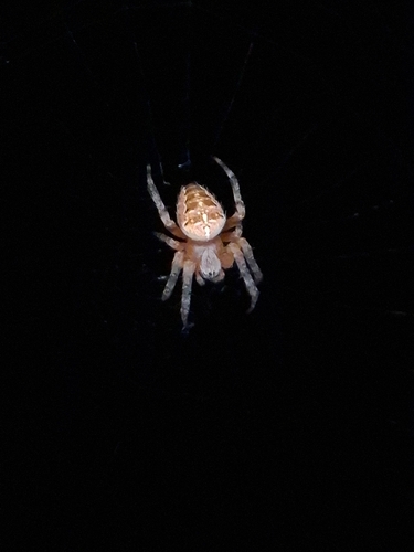 Cross Orbweaver
