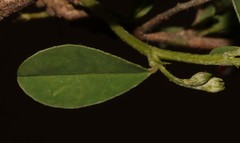 Indigofera sessiliflora
