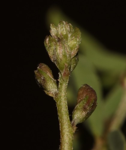 Image of Indigofera sessilifolia by (c) Brian du Preez, some rights reserved (CC BY-SA)