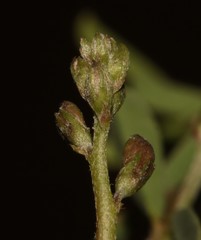 Indigofera sessiliflora