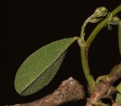 Indigofera sessiliflora