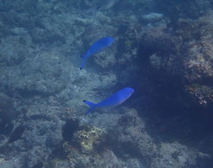 Caesio lunaris