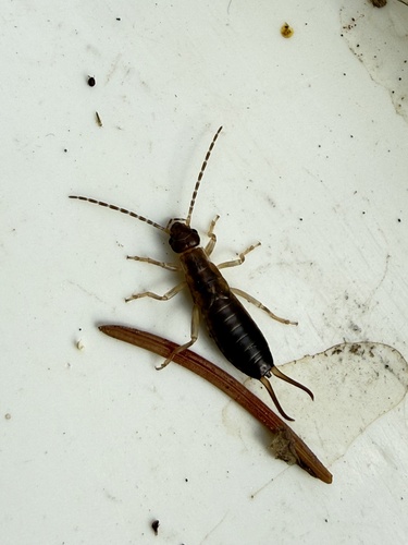 European Earwig