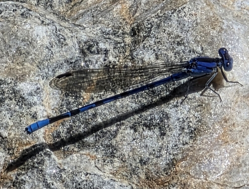 iNaturalist observation photo of Vivid Dancer