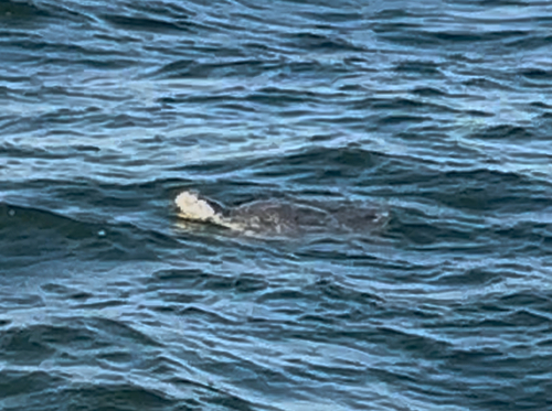 Kemp's Ridley Sea Turtle observed by nnkyamaha