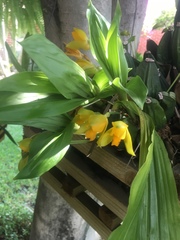 Lycaste