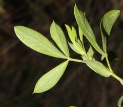 Indigofera cuneifolia cuneifolia