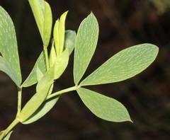 Indigofera cuneifolia cuneifolia