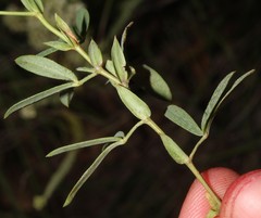 Indigofera cuneifolia cuneifolia
