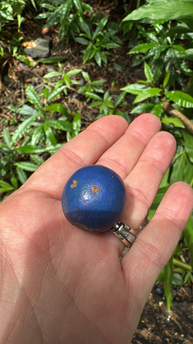 Elaeocarpus angustifolius observed 2026-06-30