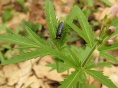 Acantholyda erythrocephala