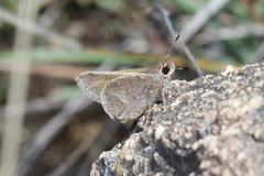 Atrytonopsis pittacus