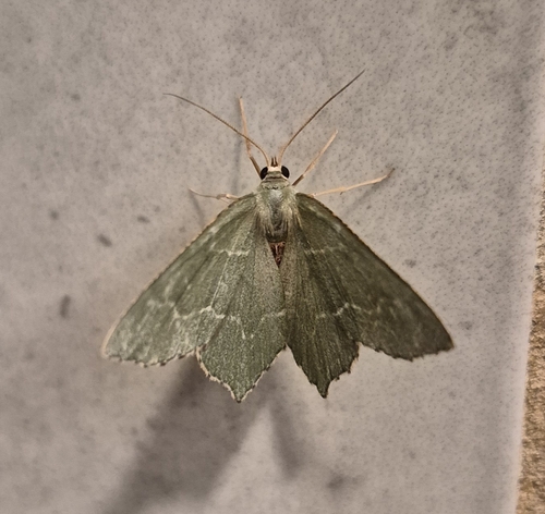 Common Emerald