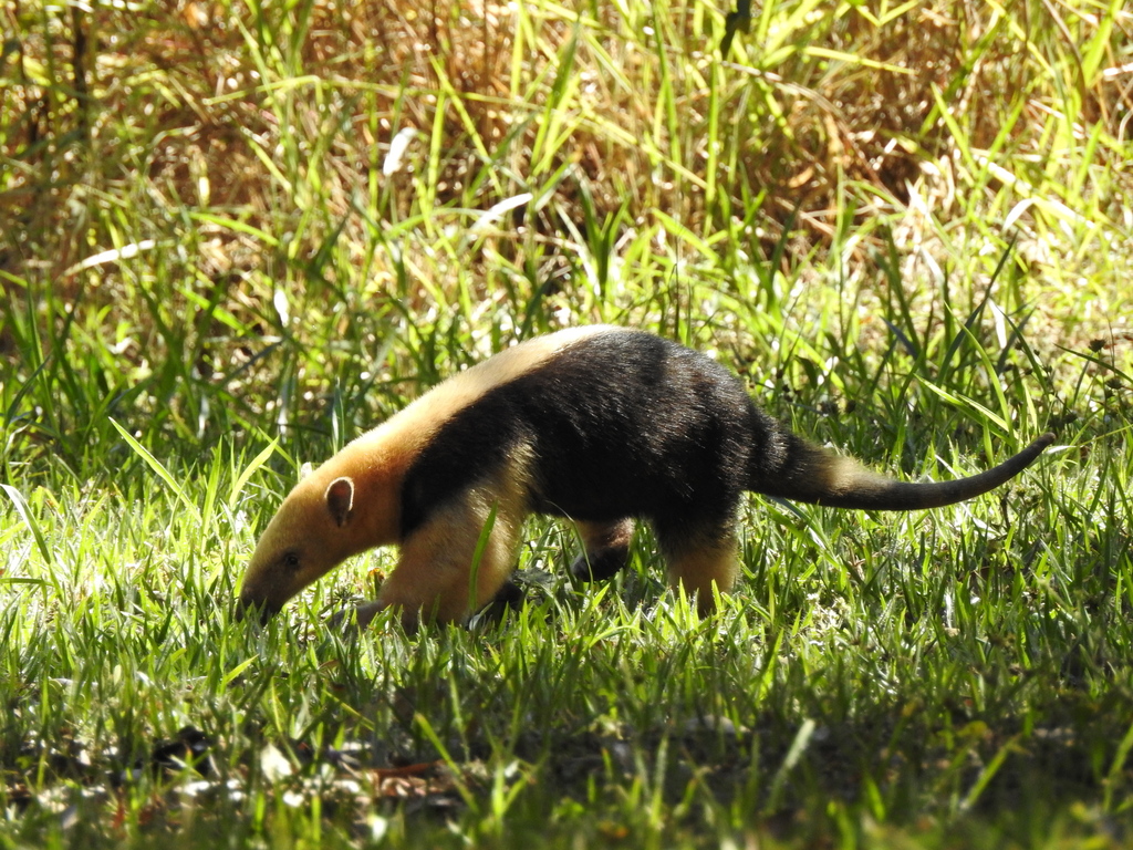 Southern Tamandua