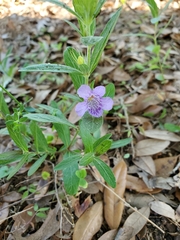 Dyschoriste oblongifolia