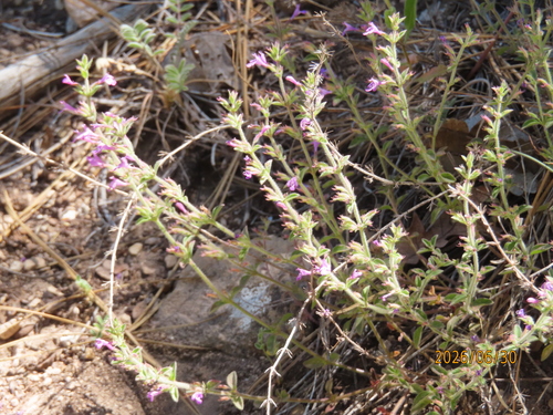 Dwarf False Pennyroyal