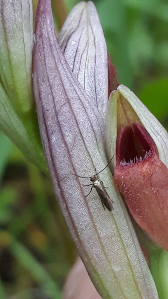 Micropterix constantinella