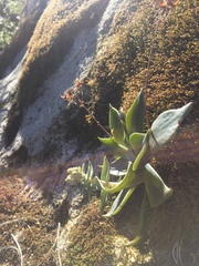 Dudleya cymosa pumila