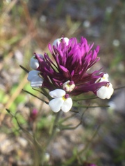 Castilleja densiflora gracilis