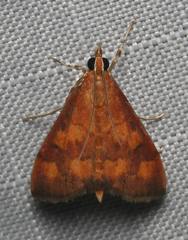 Pyrausta phoenicealis