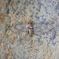 Eupithecia columbiata