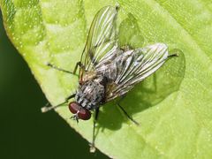 Helina evecta