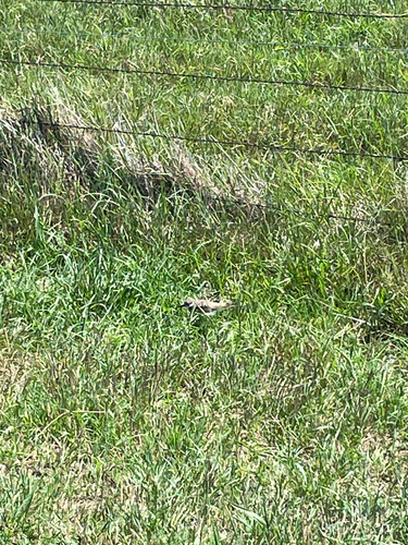 Killdeer