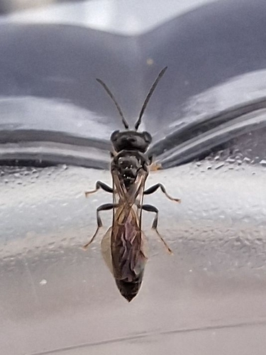 Ants, Bees, Wasps, and Sawflies