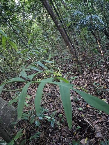 Philodendron pedatum, photograph 6