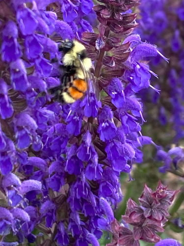 Hunt's bumble bee