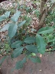 Guarea kunthiana
