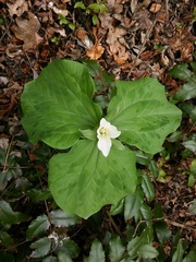 Trillium albidum