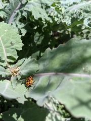 Murgantia histrionica