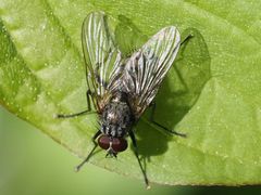 Helina evecta