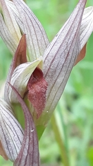 Serapias parviflora image